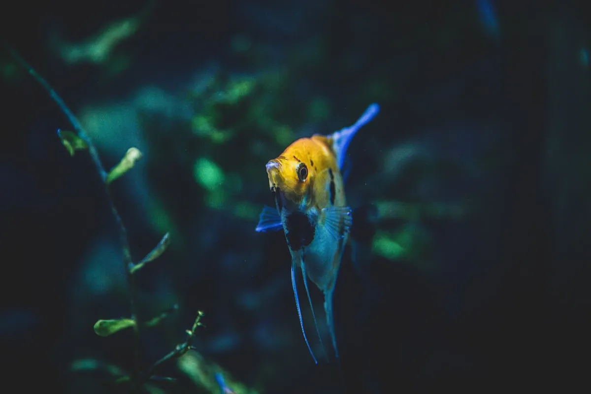 A freshwater angelfish (Pterophyllum scalare) showing its tall, trailing fins.