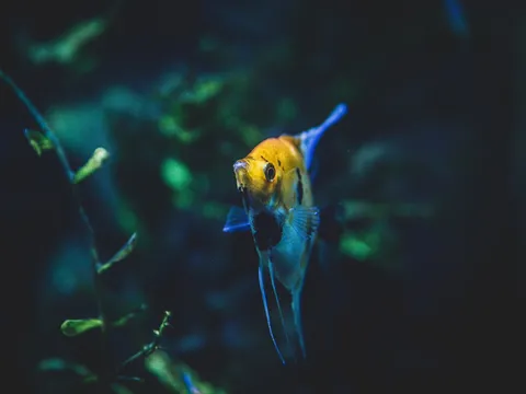 A freshwater angelfish (Pterophyllum scalare) showing its tall, trailing fins.