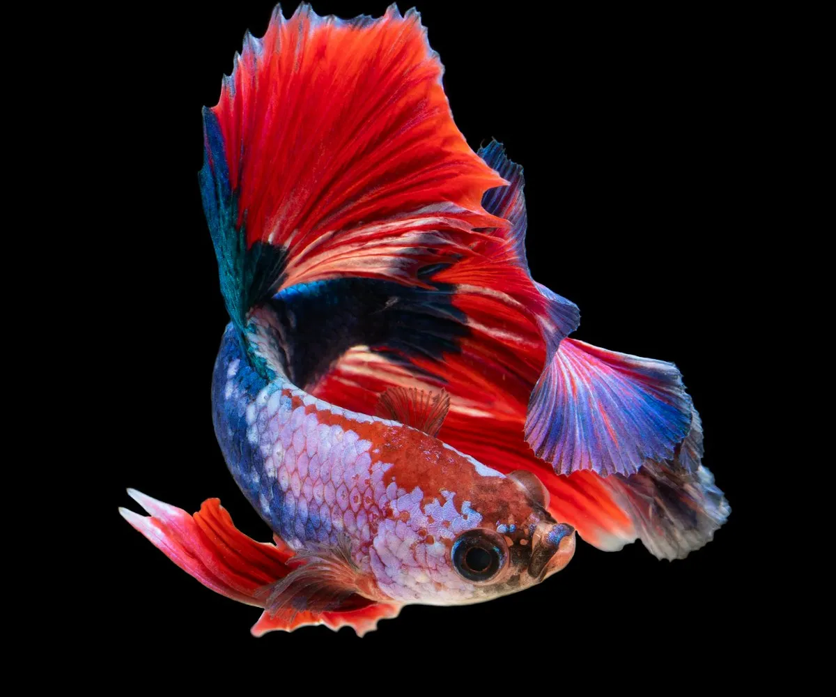 A halfmoon betta fish flaring its long red and blue fins.