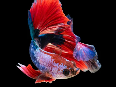 A halfmoon betta fish flaring its long red and blue fins.