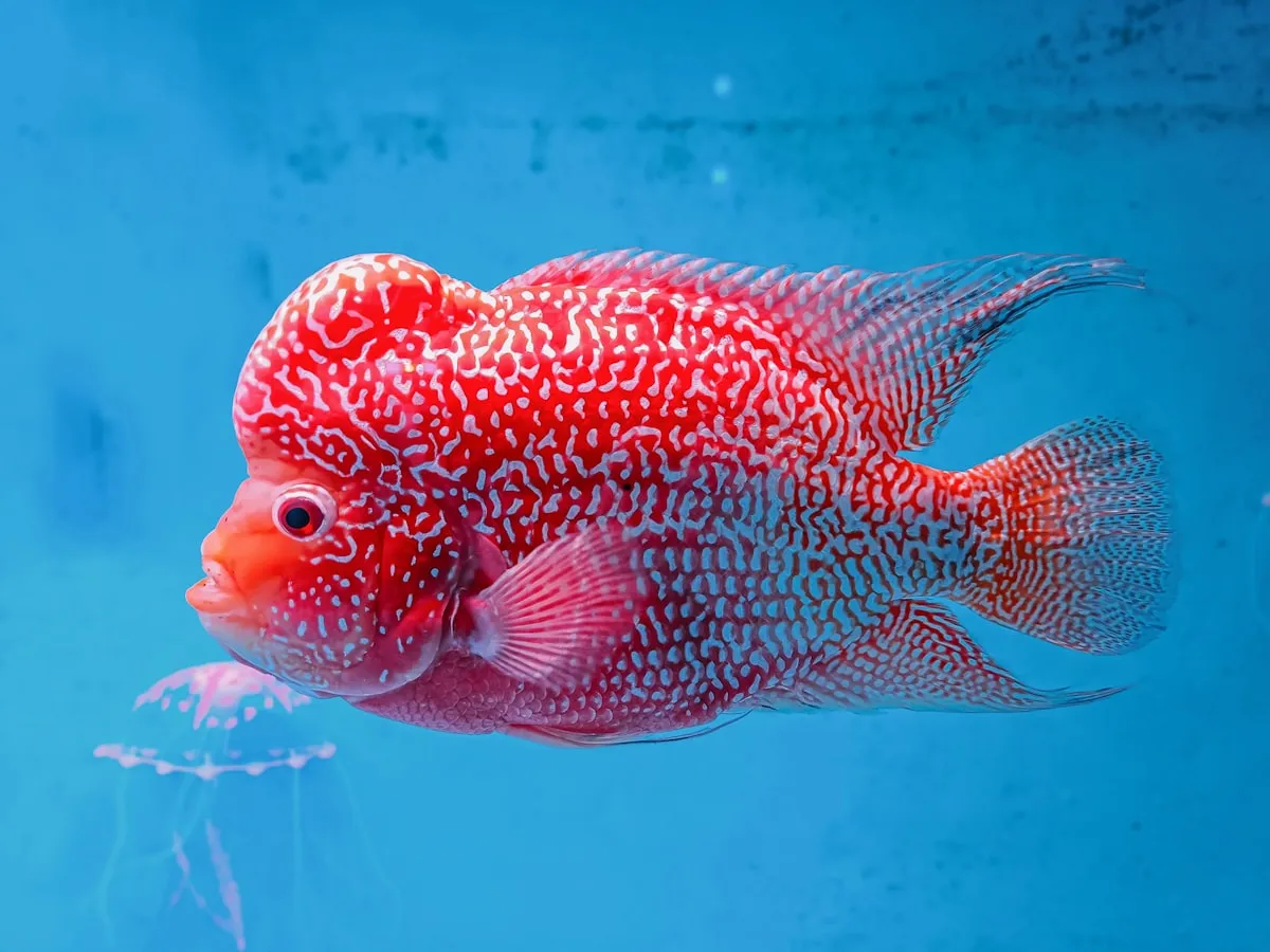 A flowerhorn, a popular hybrid cichlid known for its bold color and pronounced head shape.
