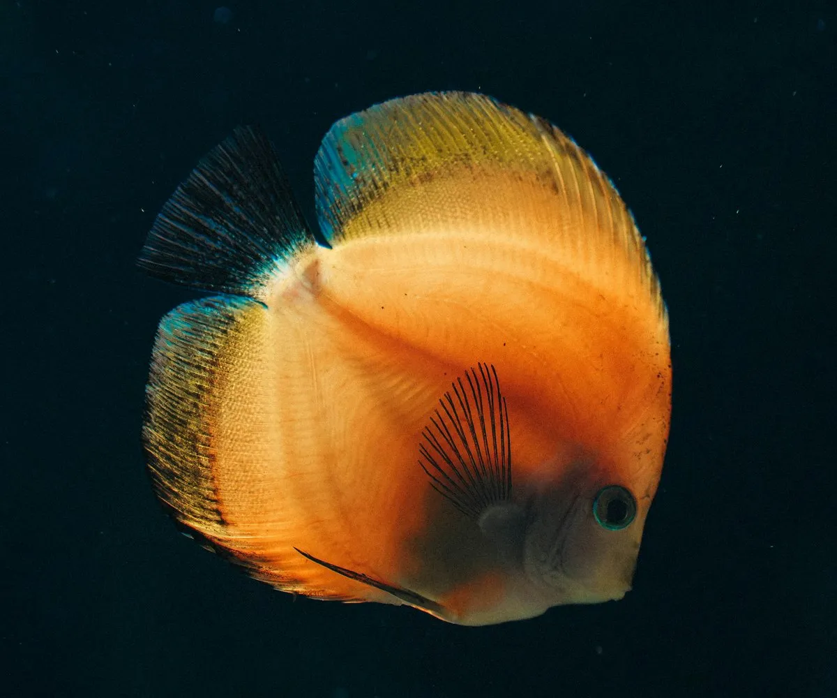 A discus fish, prized in the hobby for its round shape and color but demanding on water quality.
