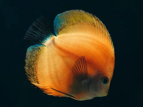 A discus fish, prized in the hobby for its round shape and color but demanding on water quality.