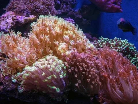 A coral colony inside a saltwater reef aquarium, the kind of tank that takes more upfront setup than a freshwater community tank.