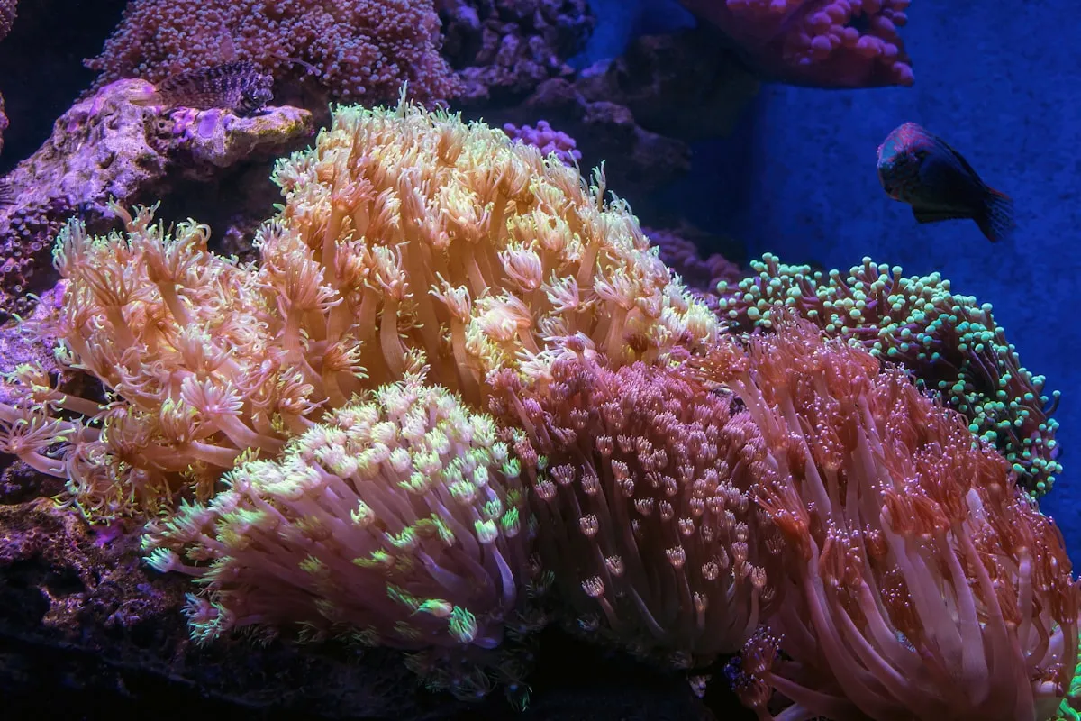 A coral colony inside a saltwater reef aquarium, the kind of tank that takes more upfront setup than a freshwater community tank.