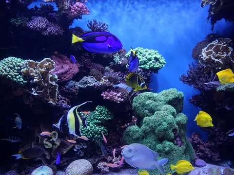 A fish swimming in clear, well-maintained aquarium water.