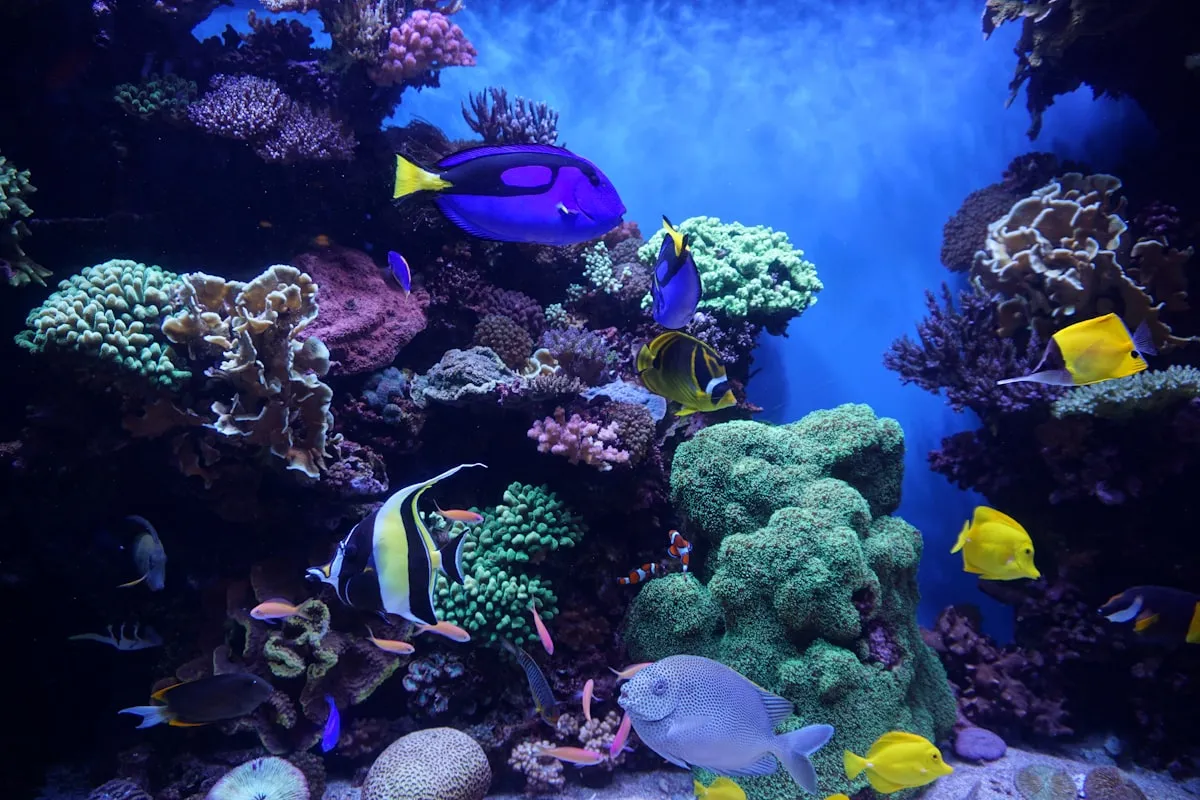 A fish swimming in clear, well-maintained aquarium water.