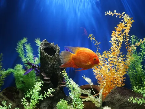 A brightly colored cichlid in a well-decorated specialty aquarium display.