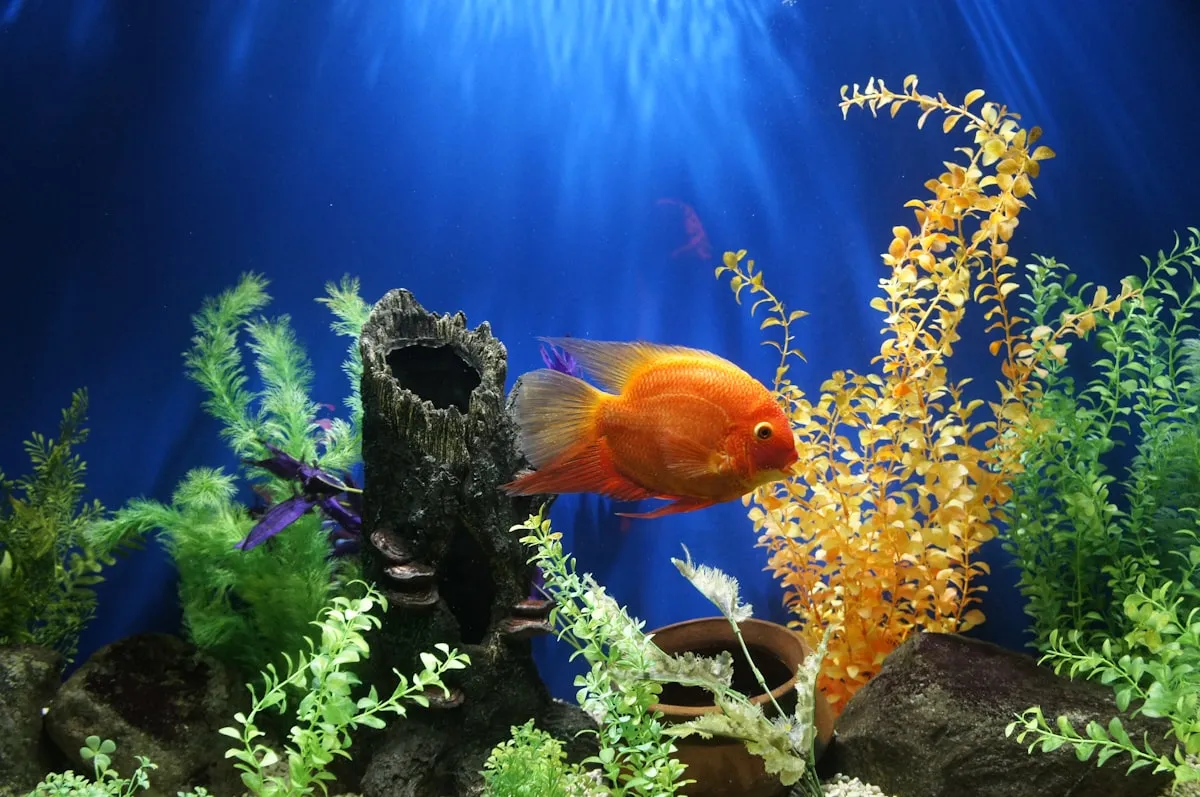 A brightly colored cichlid in a well-decorated specialty aquarium display.