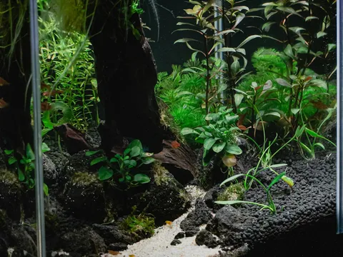 A planted freshwater aquarium mid-cycle, showing the kind of clean setup a new tank should reach before fish go in.