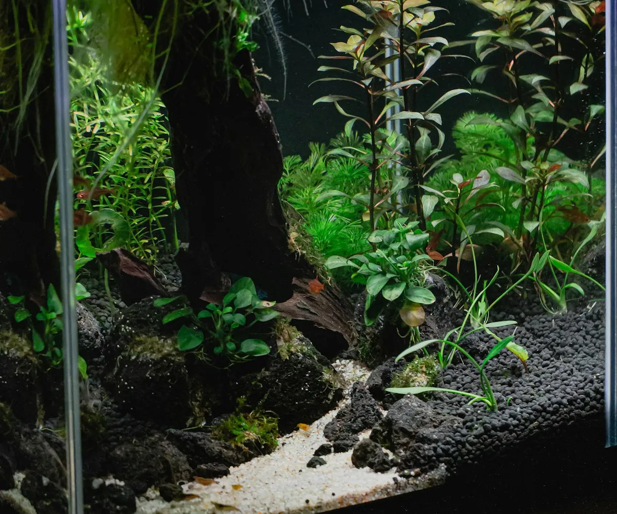 A planted freshwater aquarium mid-cycle, showing the kind of clean setup a new tank should reach before fish go in.