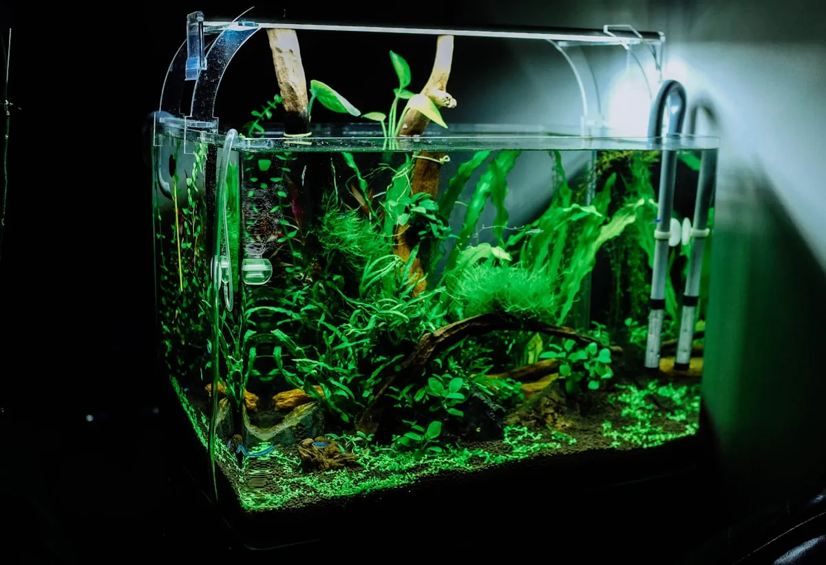 A lush low-tech planted aquarium with driftwood and easy-care stem plants.