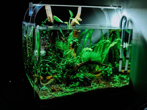 A lush low-tech planted aquarium with driftwood and easy-care stem plants.