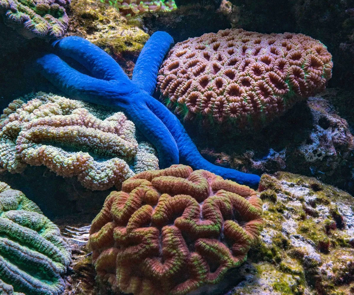 Soft and stony corals sharing a rock in a healthy reef tank.