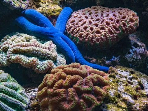 Soft and stony corals sharing a rock in a healthy reef tank.